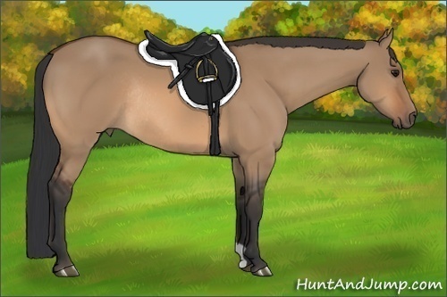 Horse Color:Bay Dun Rabicano 