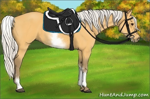 Horse Color:White Spotted Silver Buckskin 