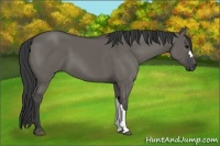 Horse Color:Grullo 