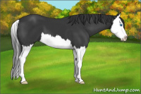 Horse Color:Black Sabino Splash 