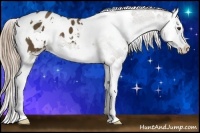 Horse Color:White Spotted Chocolate Palomino Splash Appaloosa 