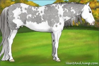 Horse Color:White Spotted Liver Chestnut Splash Varnish 