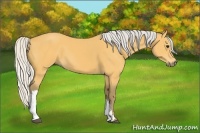 Horse Color:Silver Buckskin 
