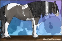 Horse Color:Grullo Splash Tobiano 