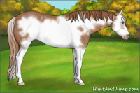 Horse Color:Chestnut Splash Frame Rabicano