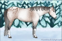 Horse Color:Gray Bay Sabino Splash Appaloosa 