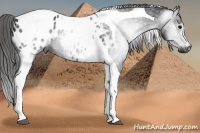 Horse Color:Gray Black Tobiano Appaloosa 