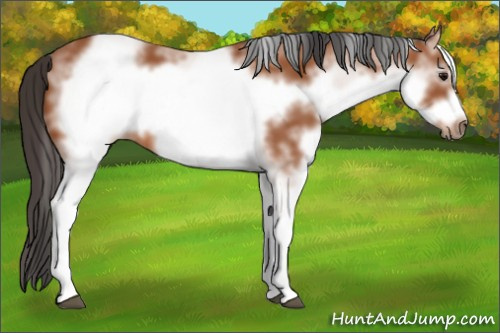 Horse Color: White Spotted Bay Frame 