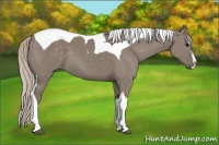 Horse Color:Silver Grullo Splash Tobiano 