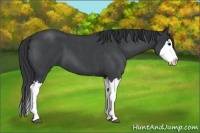 Horse Color:Blue Roan Splash 