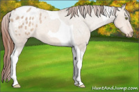 Horse Color:Sable Champagne Dun Tobiano Blanket 