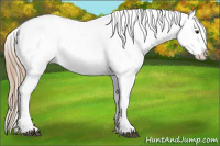 Horse Color:Chestnut Appaloosa