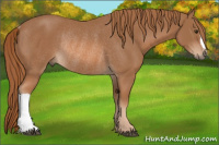 Horse Color:Chestnut Rabicano 