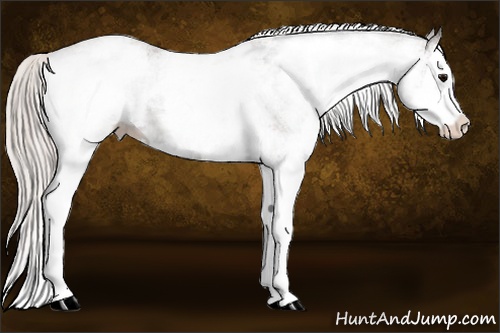 Horse Color:White Spotted Silver Black Splash Varnish