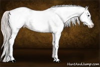 Horse Color:White Spotted Silver Black Splash Varnish 