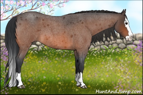 Horse Color:Bay Roan Splash