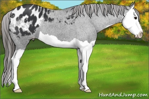 Horse Color:Black Splash Appaloosa 