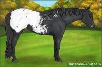 Horse Color:Black Appaloosa