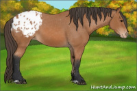 Horse Color:Bay Appaloosa 