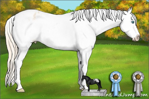 Horse Color: White Spotted Perlino Blanket 