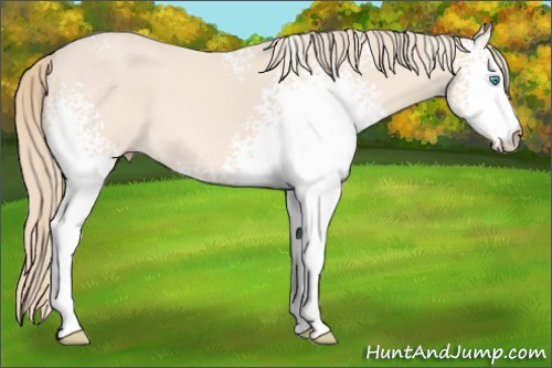 Horse Color: White Spotted Perlino 