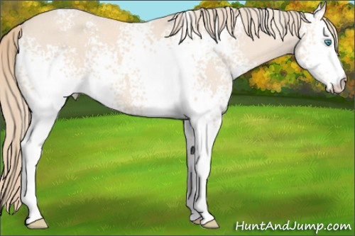 Horse Color: White Spotted Perlino 