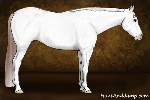 Horse Color:White Spotted Bay Roan Dun Appaloosa