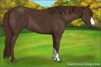 Horse Color:Liver Chestnut