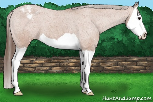 Horse Color: Bay Splash Snowcap 