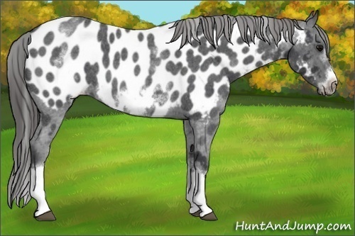 Horse Color:White Spotted Blue Roan Splash Frame Appaloosa