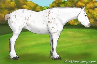 Horse Color:White Spotted Bay Appaloosa