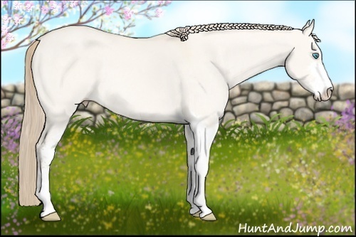 Horse Color:Perlino Dun Sabino