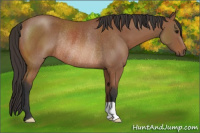 Horse Color:Bay Rabicano 