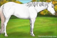 Horse Color:Chestnut Near Fewspot 