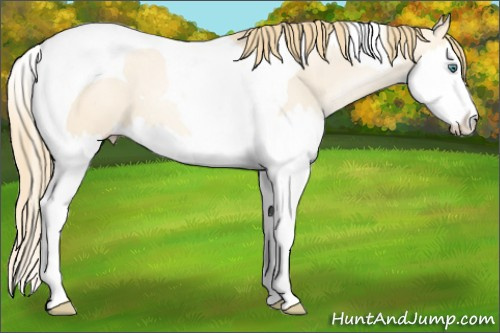 Horse Color: Smoky Grullo Pearl Splash Tobiano 