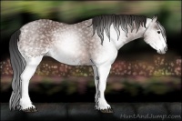 Horse Color:Gray White Spotted Bay