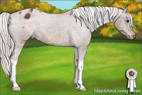 Horse Color: Silver Bay Varnish 