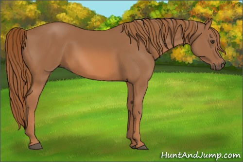 Horse Color: Chestnut 