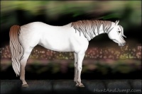 Horse Color:Gray Chestnut Rabicano 