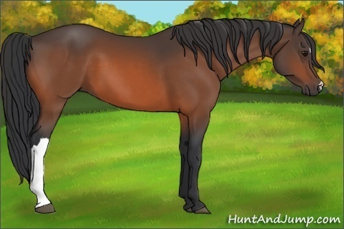 Horse Color: Bay 