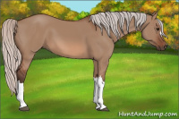 Horse Color:Silver Bay Dun