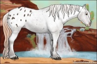 Horse Color:Liver Chestnut Appaloosa 