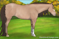 Horse Color:Amber Champagne Rabicano 