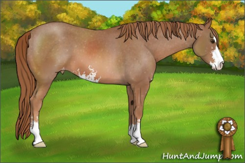 Horse Color: Chestnut Sabino Varnish 