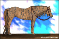 Horse Color:White Spotted Blue Roan Rabicano  Brindle