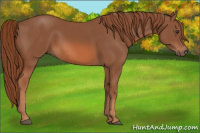 Horse Color:Chestnut 