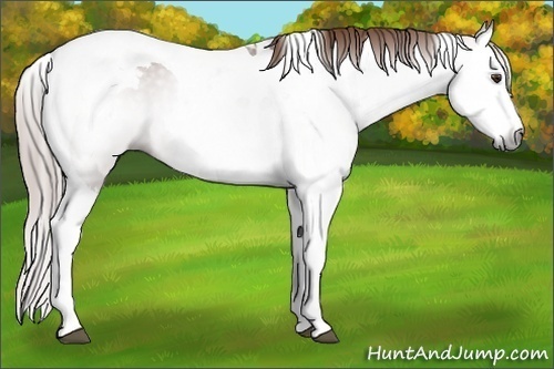 Horse Color:Gray Chestnut Splash Tobiano