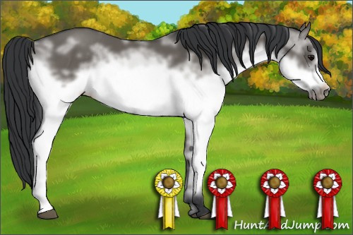 Horse Color: White Spotted Grullo Frame Rabicano 
