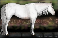 Horse Color:Gray Bay Appaloosa 