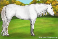 Horse Color:Gray Chestnut Near Leopard 
